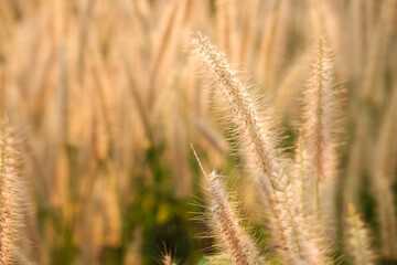 Fototapeta premium Poaceae Grass Flowers Field and Poaceae background