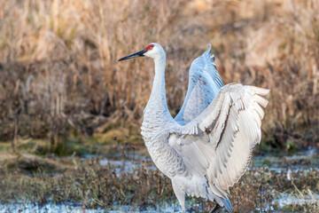 Sandhill Crane, Grus canadensis, displaying graceful wings surrounded by golden grasses in the marsh