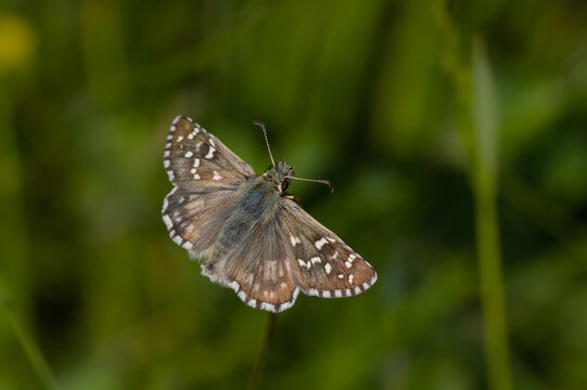 Pyrgus alveus