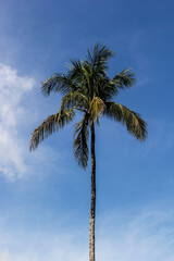 Obraz premium Palm Tree