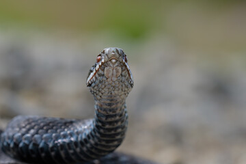 Vipera berus