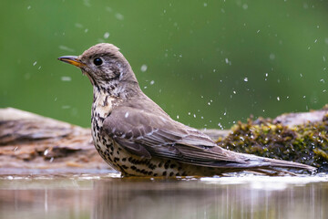 Grote Lijster, Mistle Thrush, Turdus viscivorus