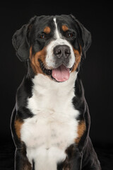 Portrait of a Greater Swiss Mountain dog on a black background