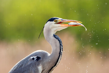 Blauwe Reiger, Grey Heron, Ardea cinerea