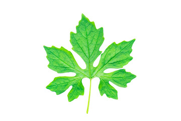 leaf isolated on white