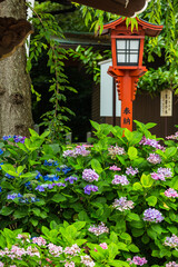 Fototapeta na wymiar 日本　埼玉県川越市、川越八幡宮の境内に咲く紫陽花