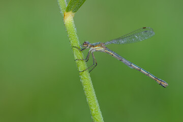 Lestes sponsa