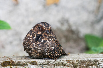 Vleugelbandnachtzwaluw, Band-winged Nightjar, Systellura longirostris