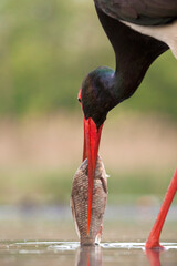 Zwarte Ooievaar, Black Stork, Ciconia nigra