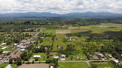 View of rice fields