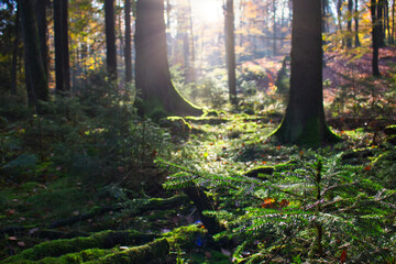 Wald mit Laub und Moos im Herbst
