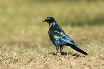 Burchell's Starling, Lamprotornis australis