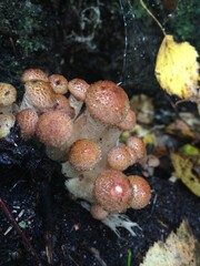 mushrooms in the woods