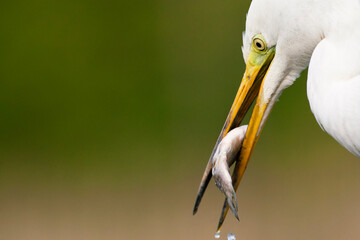 Grote Zilverreiger, Western Great Egret, Ardea alba alba