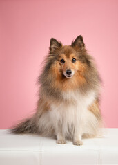Pretty shetland sheepdog looking at the camera sitting on a pink background in a vertical image