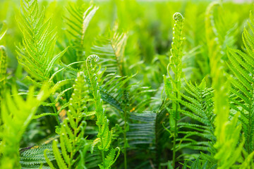 Fern garden and fern tree background