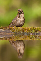 Merel, Eurasian Blackbird, Turdus merula