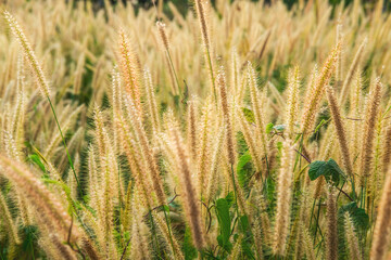 Poaceae Grass Flowers Field and Poaceae background