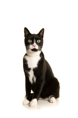 Black and white sitting european shorthair cat  isolated on a white background