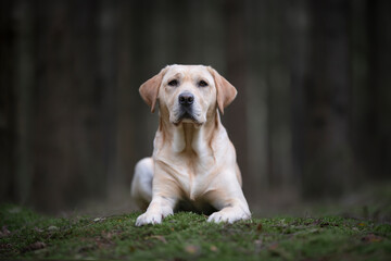 Pretty yellow labrador retriever lying down looking at the camera in a dark forest with trees in...