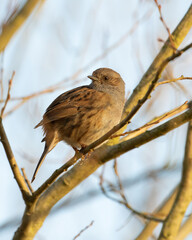 Friendly Dunnock, Prunella modularis, perched on branch early Spring morning