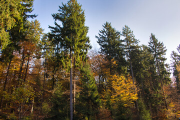 Herbstwald