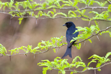 Fork-tailed Drongo, Dicrurus adsimilis