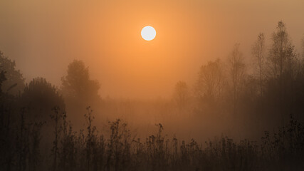 Wschód słońca we mgle nad lasem