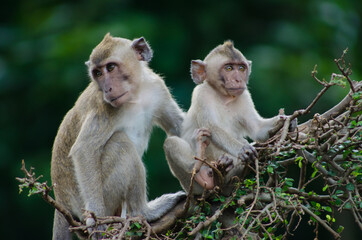 two monkeys on tree with nature background ( Macaca fascicularis )