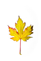 autumn maple leaf
