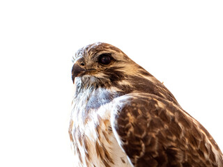 Fototapeta premium Greifvogel isoliert auf weißen Hintergrund