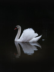 White elegant swan on a dark background on a vertical picture. © Florian