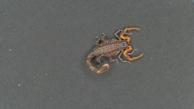 Parthenogenetic scorpion Lychas tricarinatus, family Buthidae, feeds on insects and their larvae.As if in a dancing. moves the body and claws(Pedipalps). Looped video
