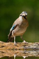 Gaai, Eurasian Jay, Garrulus glandarius
