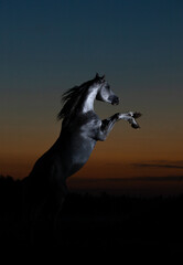 Plakat horse at sunset