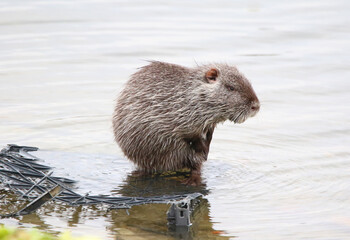 photograph of a muskrat on a lake in the wild.