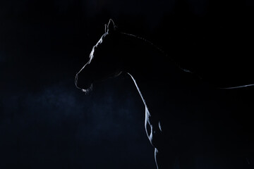 silhouette of a horse