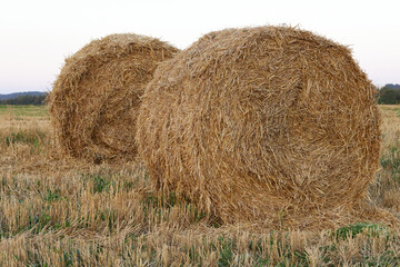 Hay bale. Haystacks harvested on a field in summer. Agriculture field haystack harvest scene.