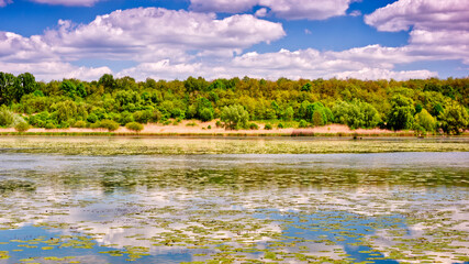 Obraz na płótnie Canvas Waterlilly leaves on lake surface