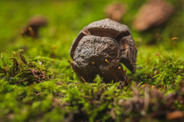 Still life. Coniferous tree cones lie on green moss- abstract background