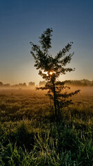Young tree on a meadow during sunrise. Vertical position.