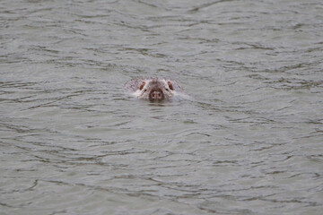 photograph of a muskrat on a lake in the wild.