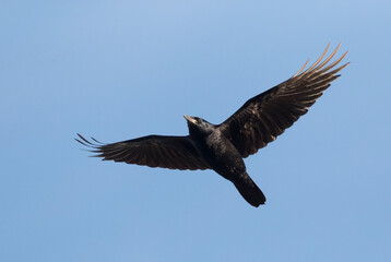 Rook, Corvus frugilegus