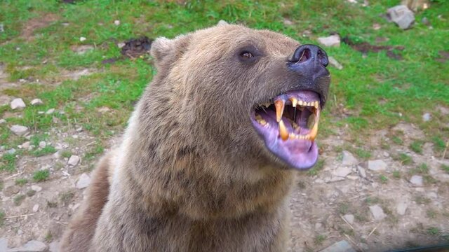 The bear prepares to attack shows its Jaw with teeth and is ready to attack. slow motion