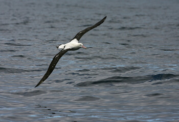Fototapeta na wymiar Tristan Albatros, Diomedea dabbenena