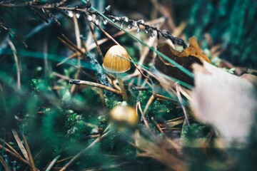 mushrooms in the forest