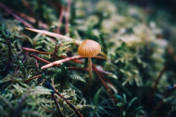 mushroom and moss
