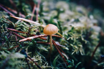 mushroom on the grass