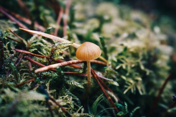 mushroom and moss
