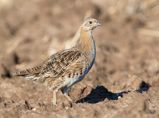 Grey Partridge, Perdix perdix